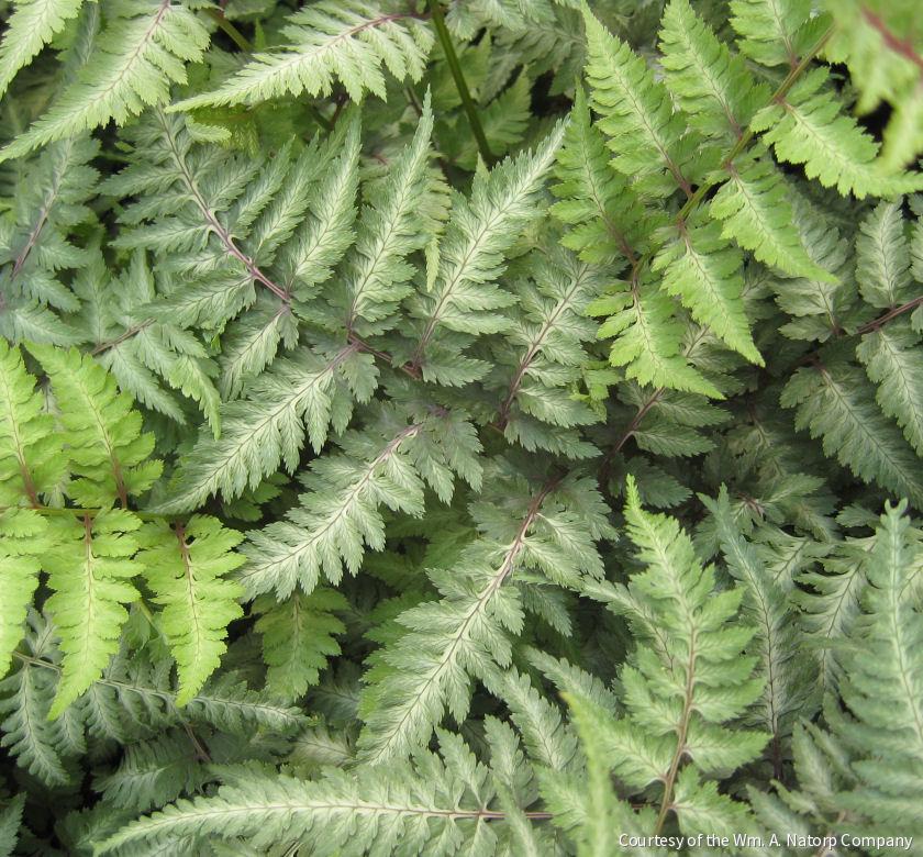 Fern [Japanese Painted] Athyrium n. 'Pic