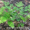 Fern [Regal Red Paint] Athyrium'RegalRed