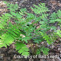 Fern [Regal Red Paint] Athyrium'RegalRed