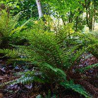 Fern [Tassel] Polystichum polyblepharum
