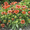 Gaillardia 'Arizona Red Shades'