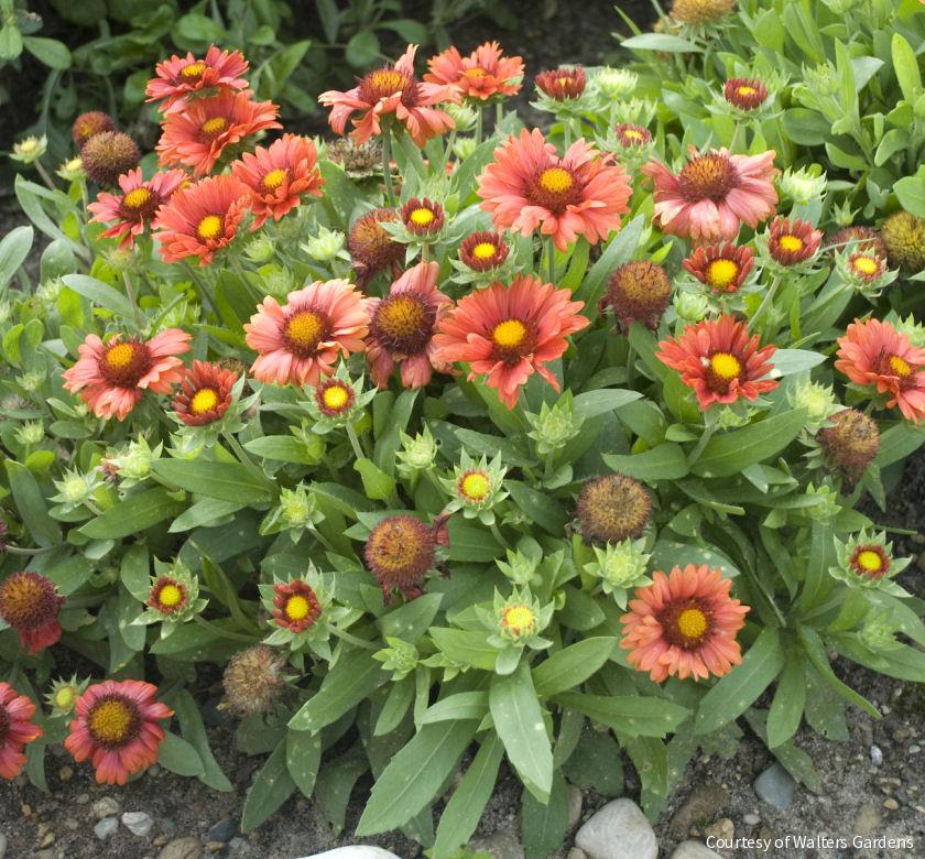 Gaillardia 'Arizona Red Shades'