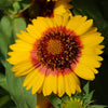 Gaillardia 'Mesa Bright Bicolor'