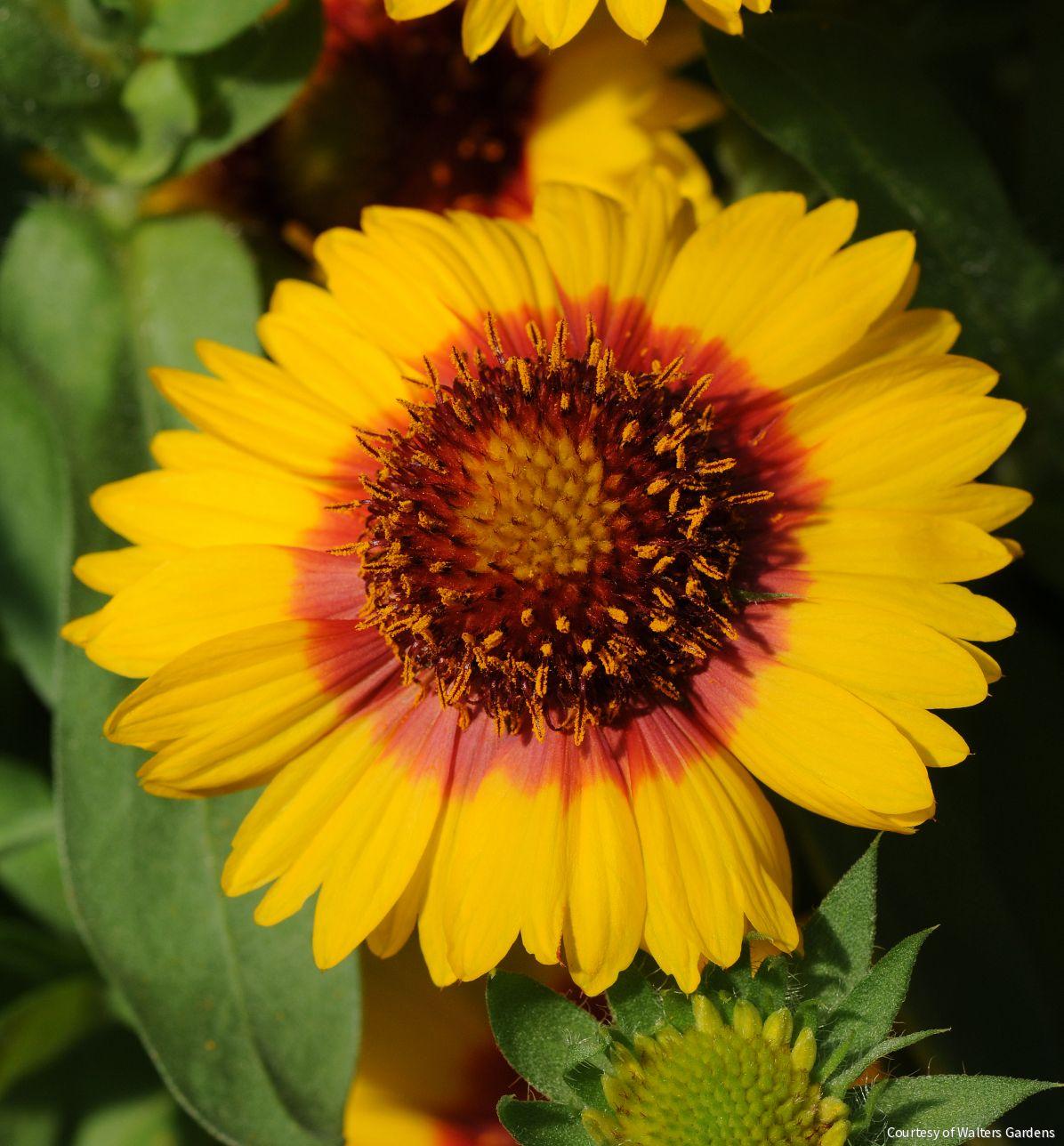 Gaillardia 'Mesa Bright Bicolor'