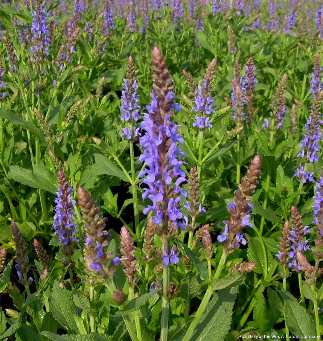 Salvia n. 'Blue Hill'