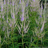 Veronicastrum v. 'Fascination'