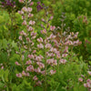 Baptisia Decadence® 'Pink Truffles'