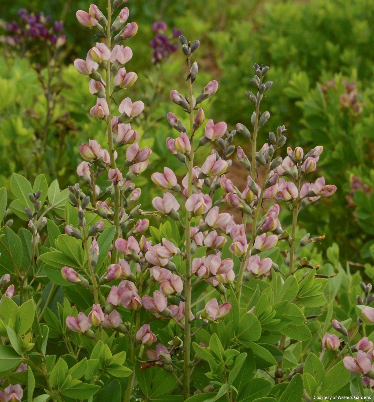 Baptisia Decadence® 'Pink Truffles'