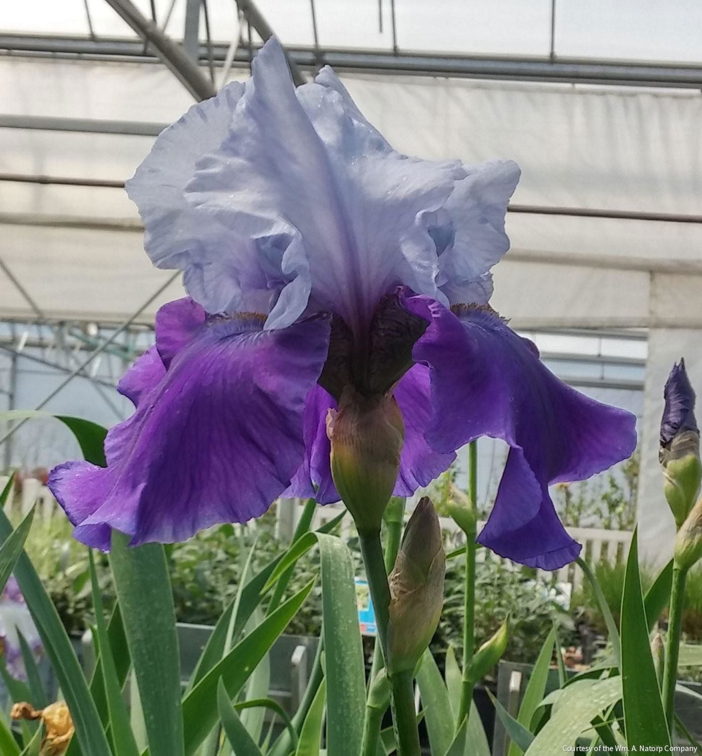 Iris g. 'Best Bet' (Rebloom)