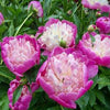 Paeonia 'Bowl of Beauty'