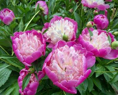 Paeonia 'Bowl of Beauty'
