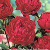 Paeonia 'Buckeye Belle'