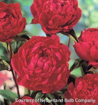 Paeonia 'Buckeye Belle'