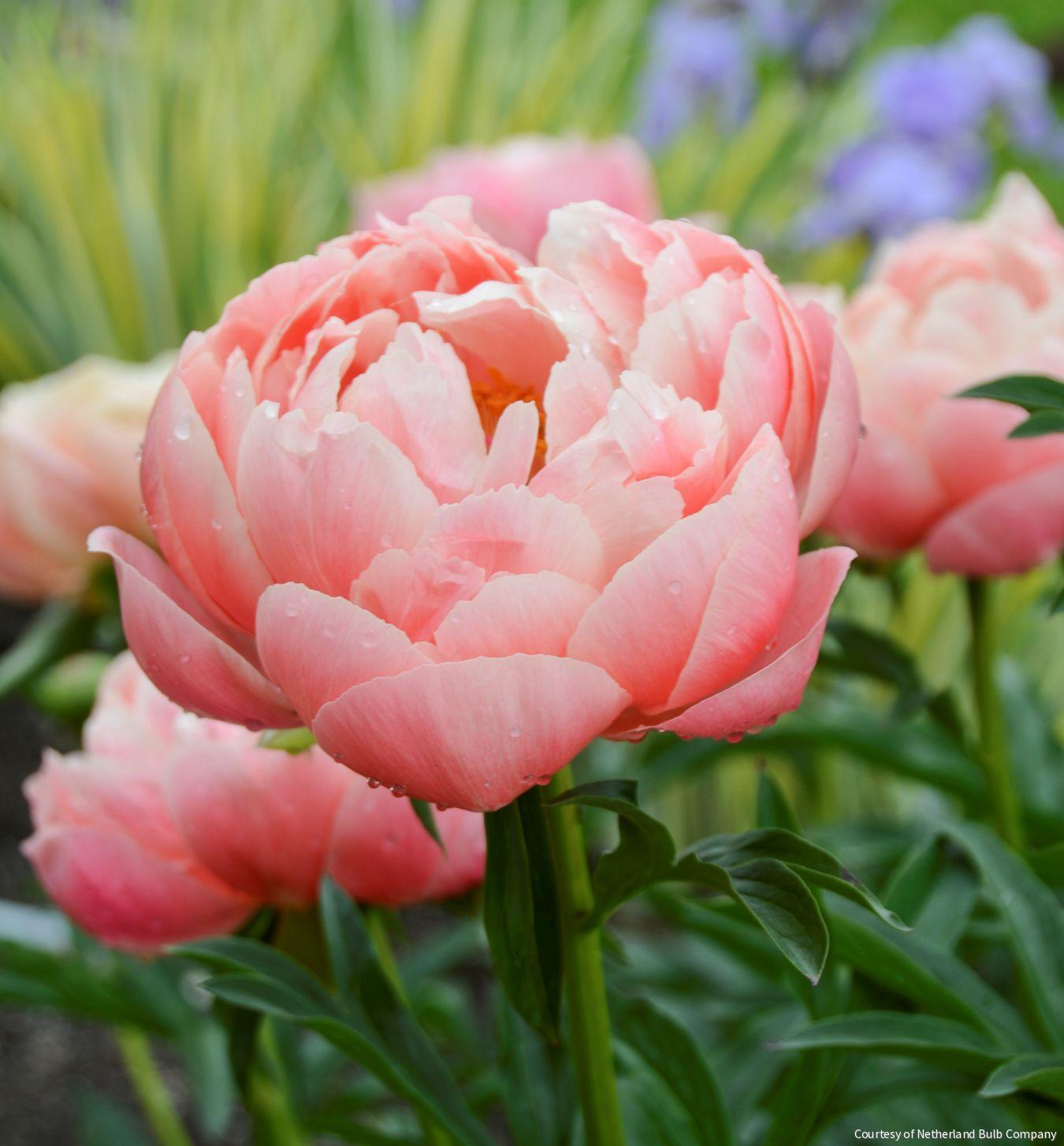 Paeonia 'Coral Charm'