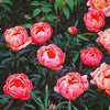 Paeonia 'Coral Sunset'