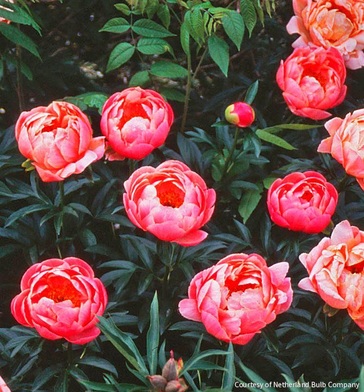Paeonia 'Coral Sunset'