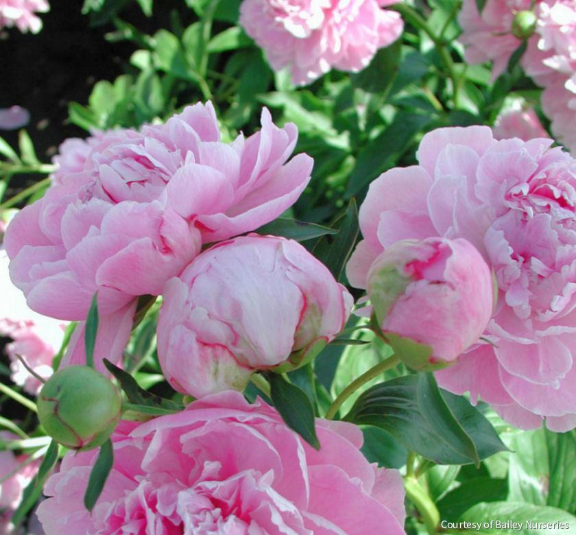 Paeonia 'Dr. Alexander Fleming'