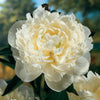 Paeonia 'Duchess de Nemours'