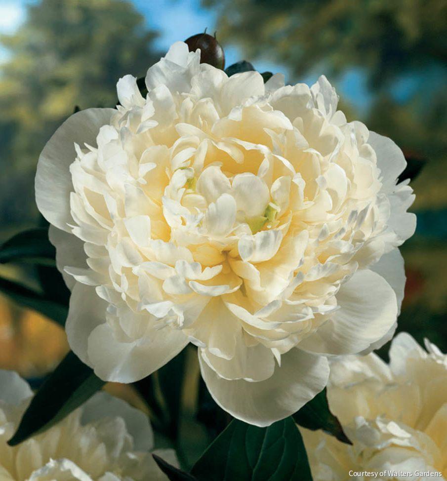 Paeonia 'Duchess de Nemours'