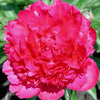 Paeonia 'Felix Crousse'