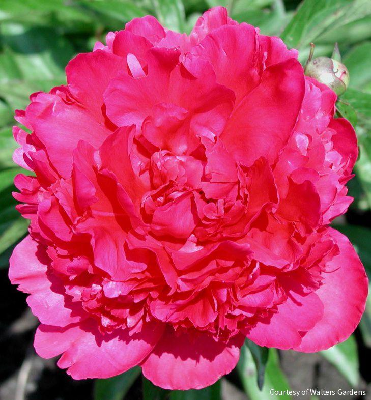 Paeonia 'Felix Crousse'