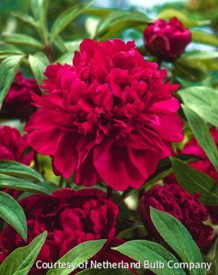 Paeonia 'Karl Rosenfeld'