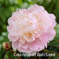 Paeonia 'Moon River'