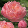 Paeonia 'Pink Hawaiian Coral'