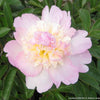 Paeonia 'Raspberry Sundae'