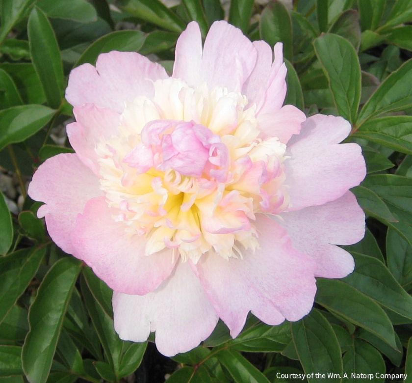 Paeonia 'Raspberry Sundae'