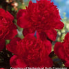 Paeonia 'Red Magic'