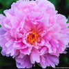 Paeonia 'Sarah Bernhardt'