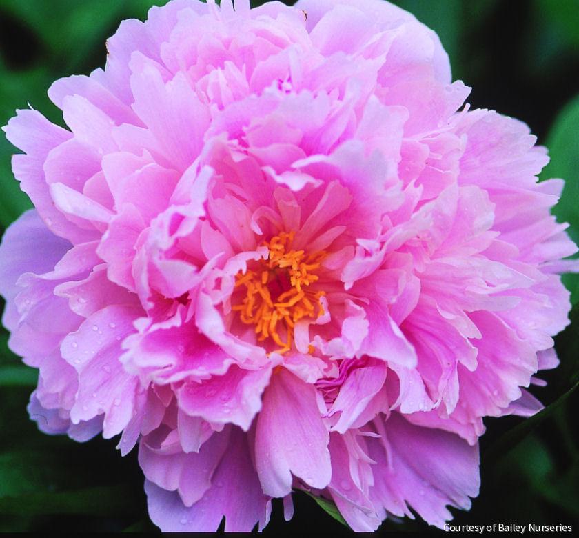 Paeonia 'Sarah Bernhardt'