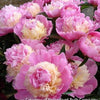 Paeonia 'Sorbet'