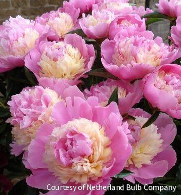 Paeonia 'Sorbet'
