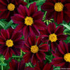 Coreopsis Big Bang™ 'Mercury Rising'