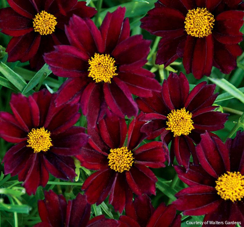 Coreopsis Big Bang™ 'Mercury Rising'