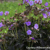 Geranium pratense 'Boom Chocolatta'