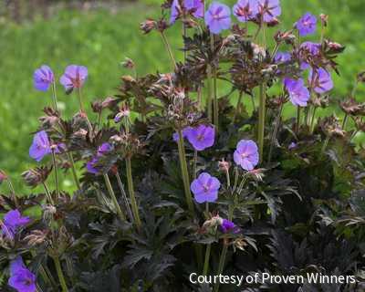 Geranium pratense 'Boom Chocolatta'