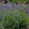 Lavandula a. 'Blue Cushion'