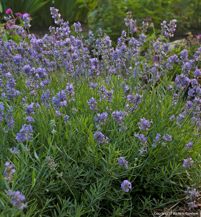 Lavandula a. 'Blue Cushion'