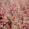 Heuchera 'Chocolate Ruffles'