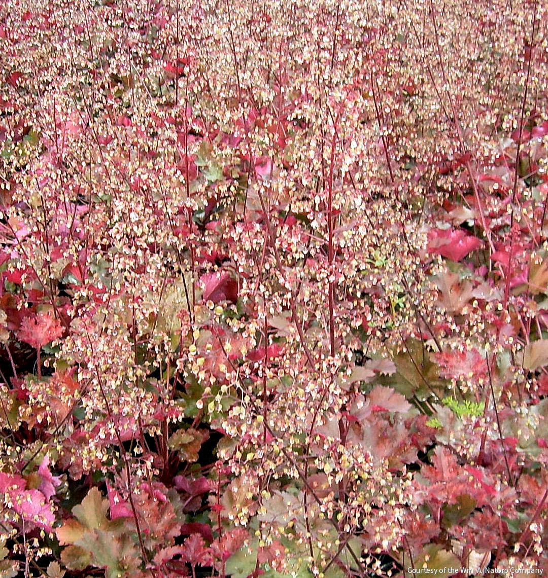 Heuchera 'Chocolate Ruffles'
