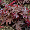 Heucherella Fun and Games® 'Red Rover'