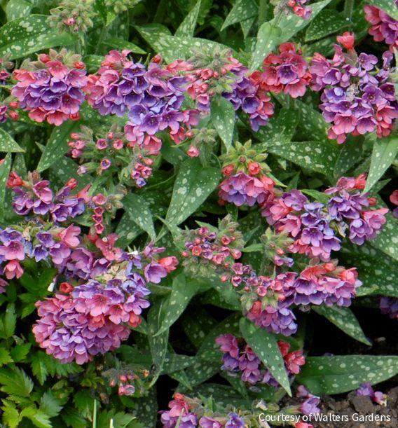 Pulmonaria l. 'Raspberry Splash'