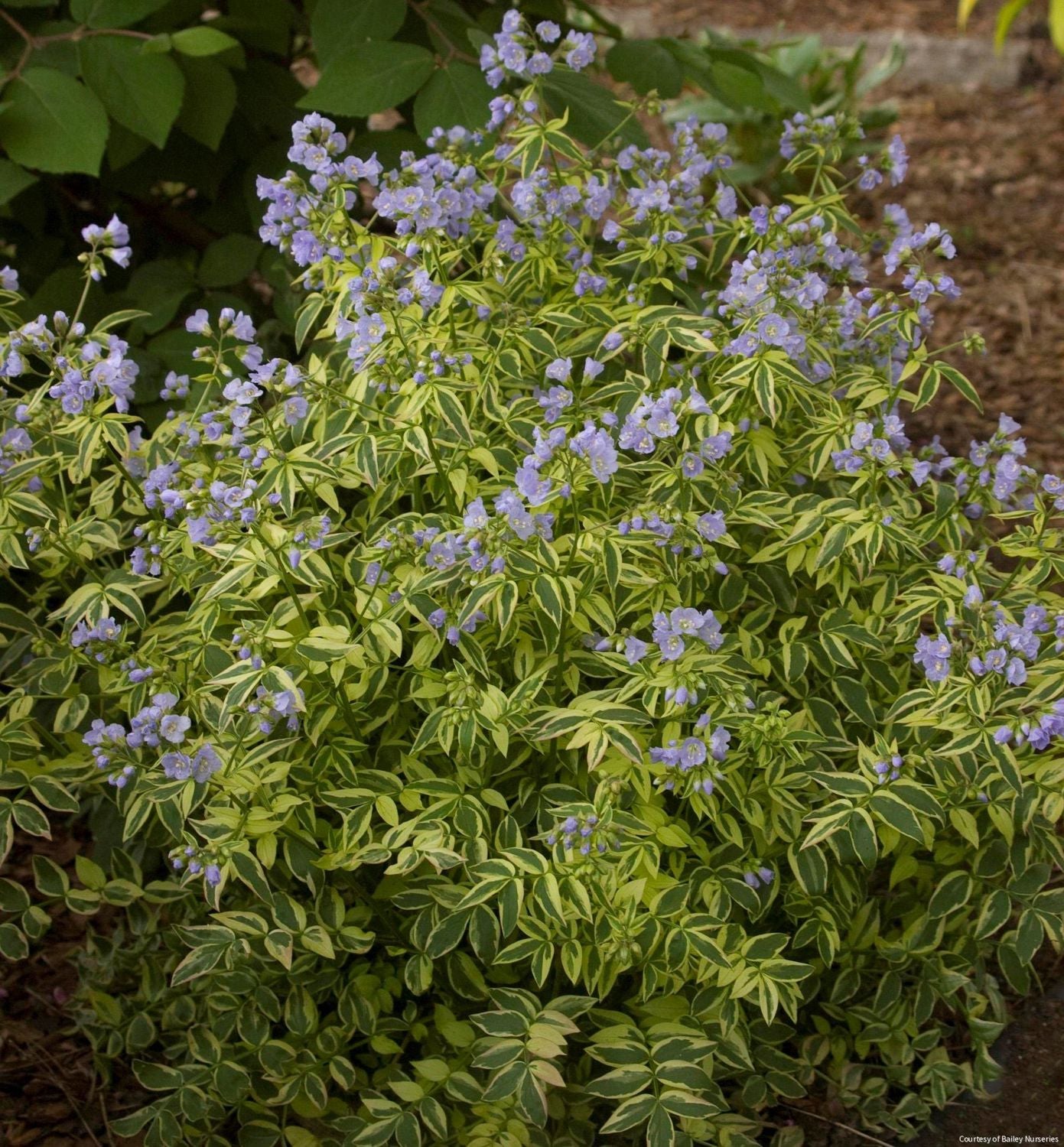 Polemonium 'Stairway to Heaven'