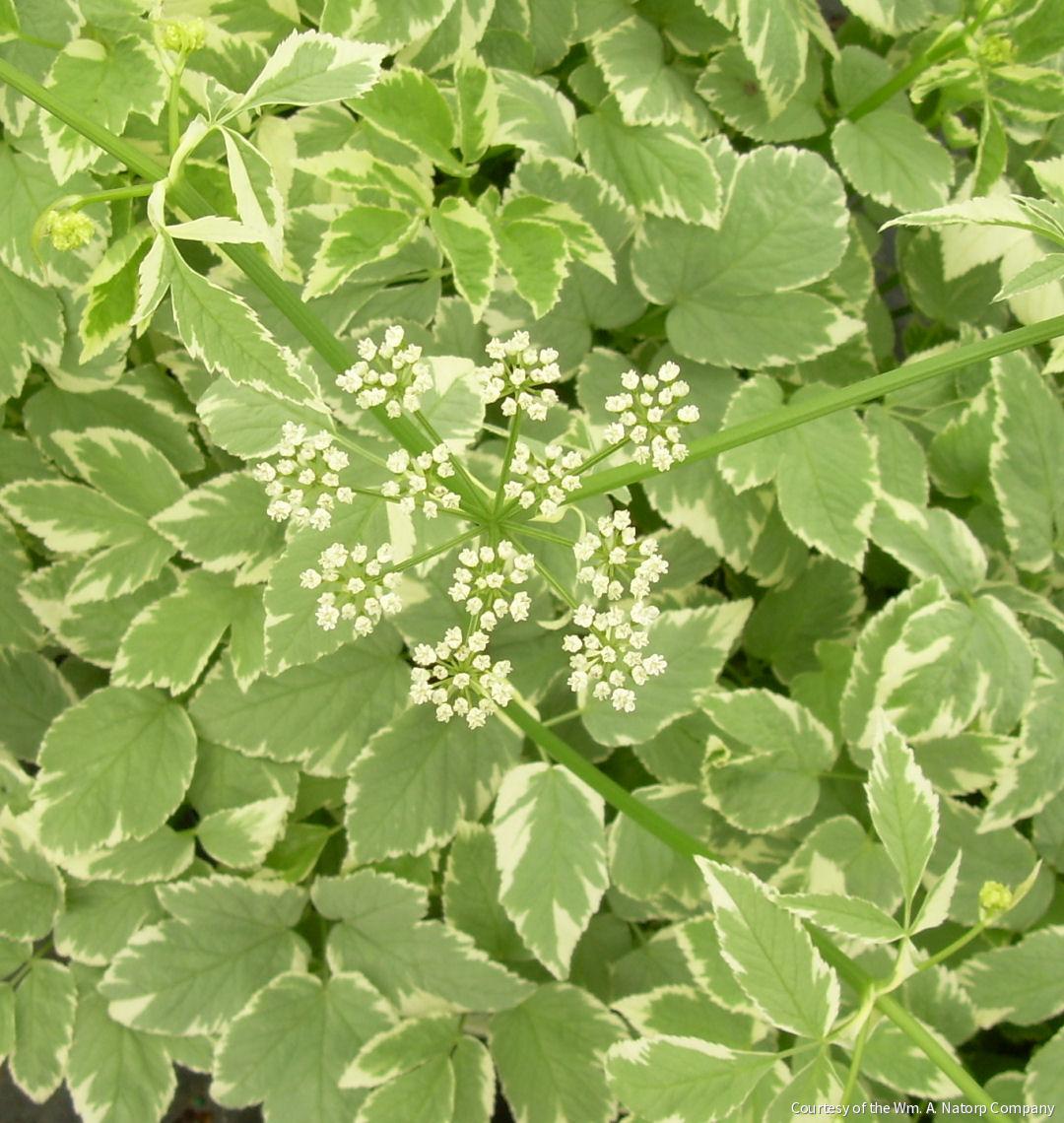 Aegopodium p. 'Variegatum'