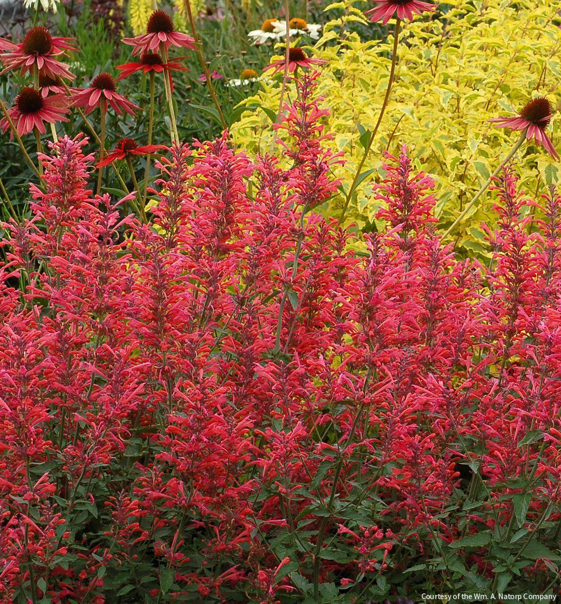 Agastache 'Kudos Coral'