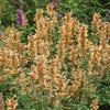 Agastache 'Kudos Gold'