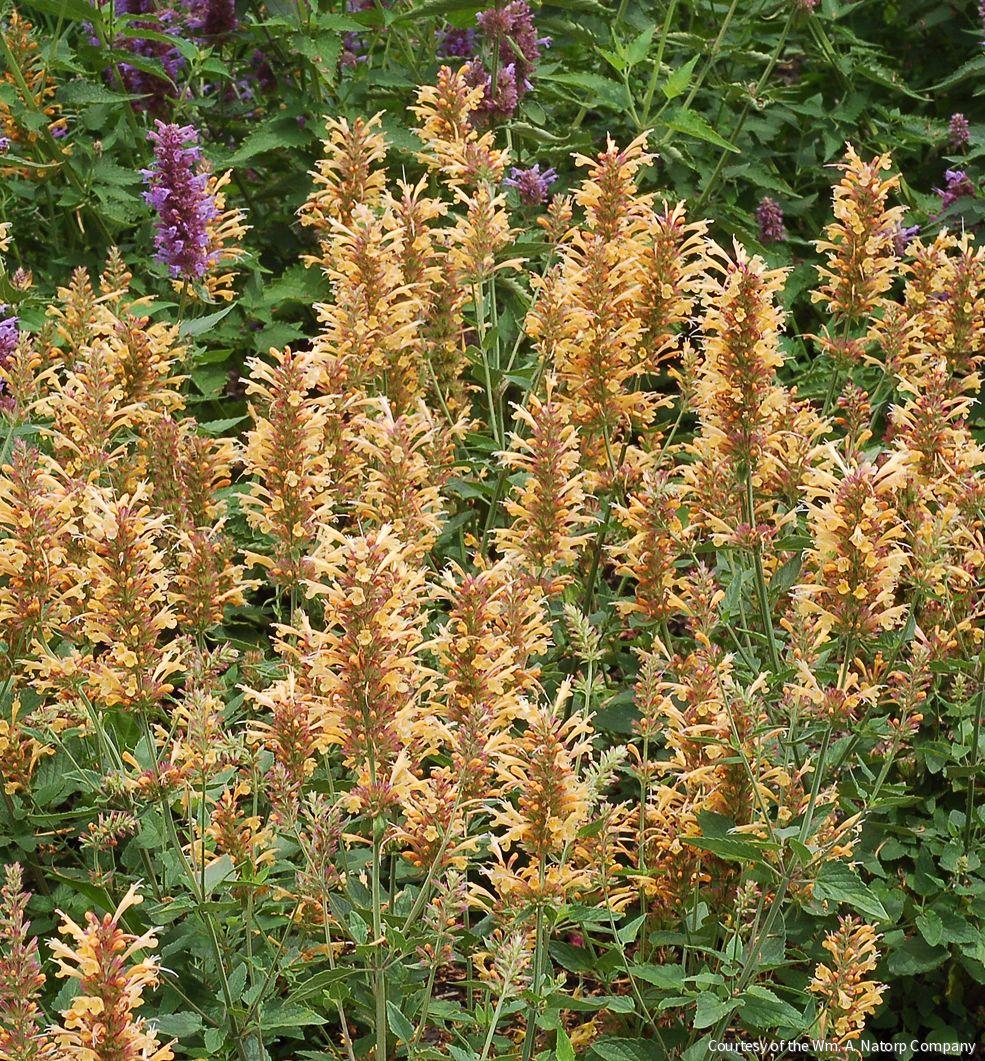 Agastache 'Kudos Gold'